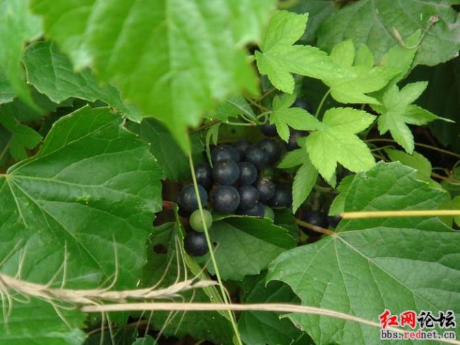 家乡的野果，你们都见过么？？844 / 作者:不需要人懂 / 帖子ID:16030