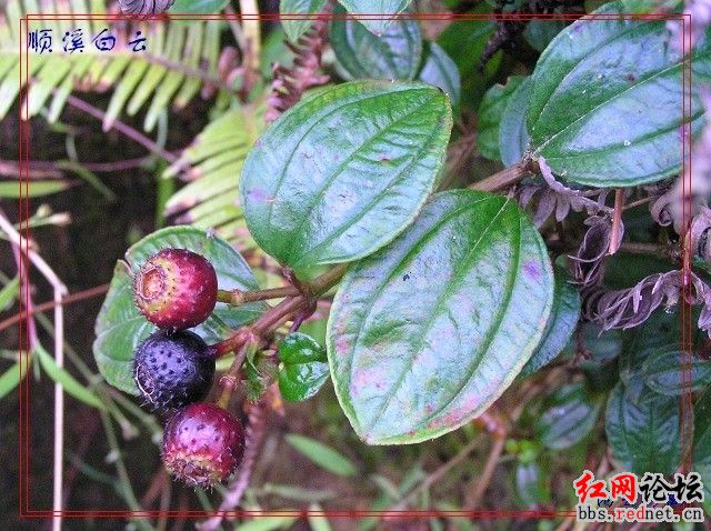 家乡的野果，你们都见过么？？292 / 作者:不需要人懂 / 帖子ID:16030