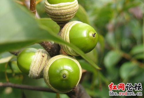 家乡的野果，你们都见过么？？675 / 作者:不需要人懂 / 帖子ID:16030