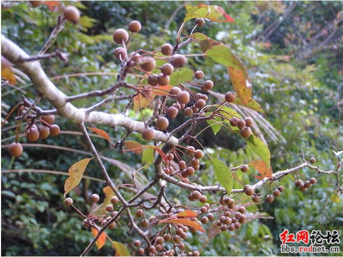 家乡的野果，你们都见过么？？165 / 作者:不需要人懂 / 帖子ID:16030