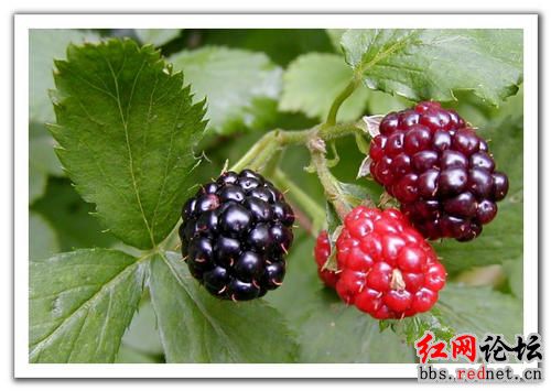 家乡的野果，你们都见过么？？86 / 作者:不需要人懂 / 帖子ID:16030