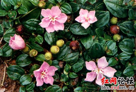 家乡的野果，你们都见过么？？305 / 作者:不需要人懂 / 帖子ID:16030