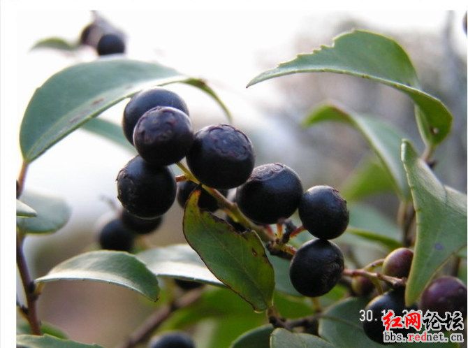 家乡的野果，你们都见过么？？585 / 作者:不需要人懂 / 帖子ID:16030