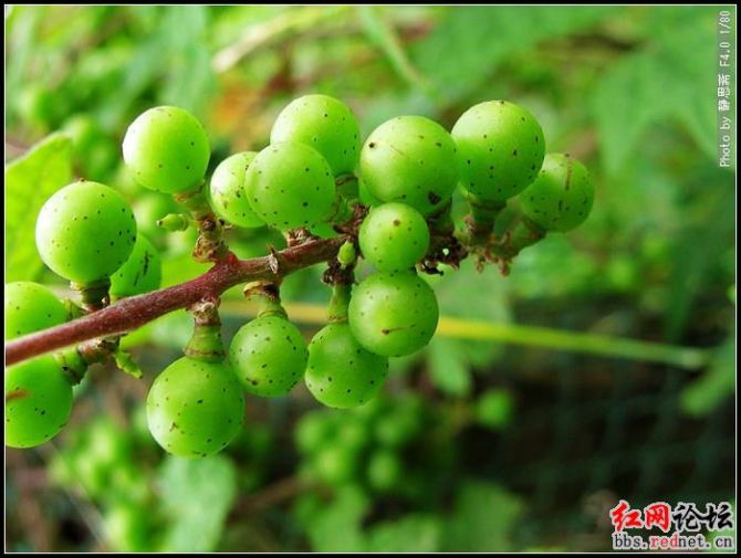 家乡的野果，你们都见过么？？837 / 作者:不需要人懂 / 帖子ID:16030