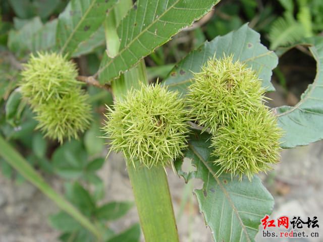 家乡的野果，你们都见过么？？747 / 作者:不需要人懂 / 帖子ID:16030