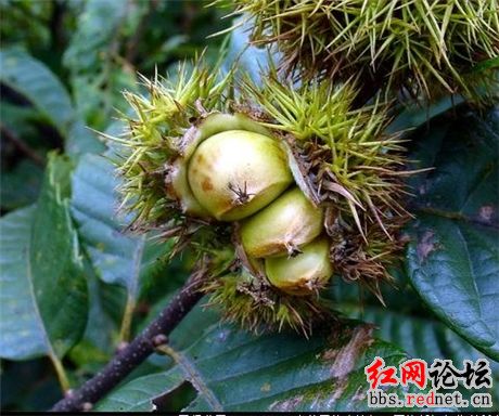 家乡的野果，你们都见过么？？125 / 作者:不需要人懂 / 帖子ID:16030