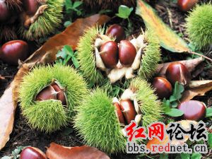 家乡的野果，你们都见过么？？966 / 作者:不需要人懂 / 帖子ID:16030