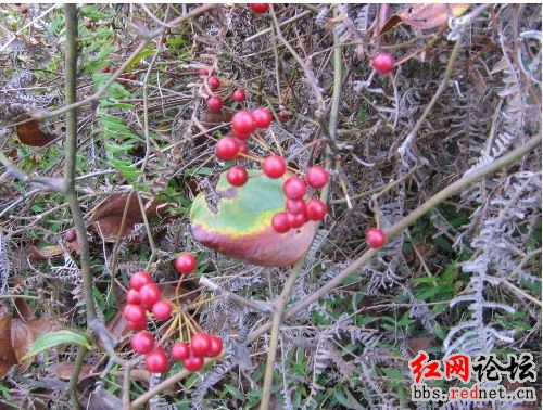 家乡的野果，你们都见过么？？43 / 作者:不需要人懂 / 帖子ID:16030