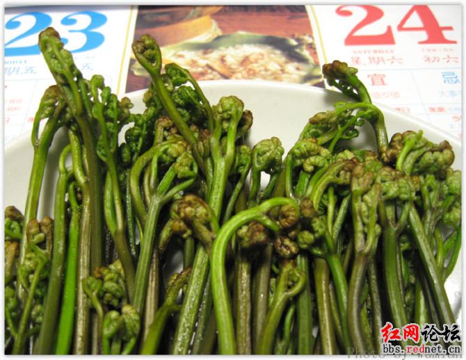 家乡的野果，你们都见过么？？162 / 作者:不需要人懂 / 帖子ID:16030