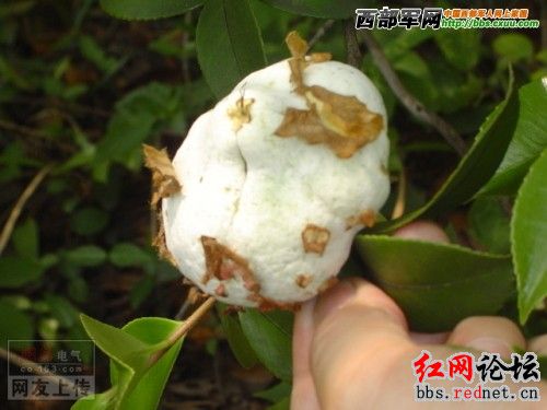 家乡的野果，你们都见过么？？60 / 作者:不需要人懂 / 帖子ID:16030