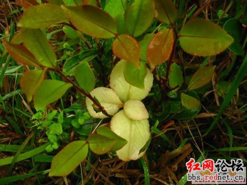 家乡的野果，你们都见过么？？147 / 作者:不需要人懂 / 帖子ID:16030