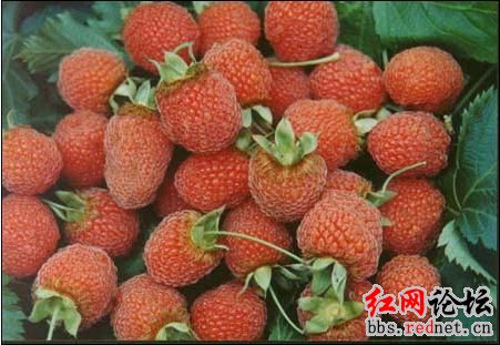 家乡的野果，你们都见过么？？161 / 作者:不需要人懂 / 帖子ID:16030