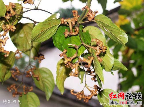 家乡的野果，你们都见过么？？746 / 作者:不需要人懂 / 帖子ID:16030