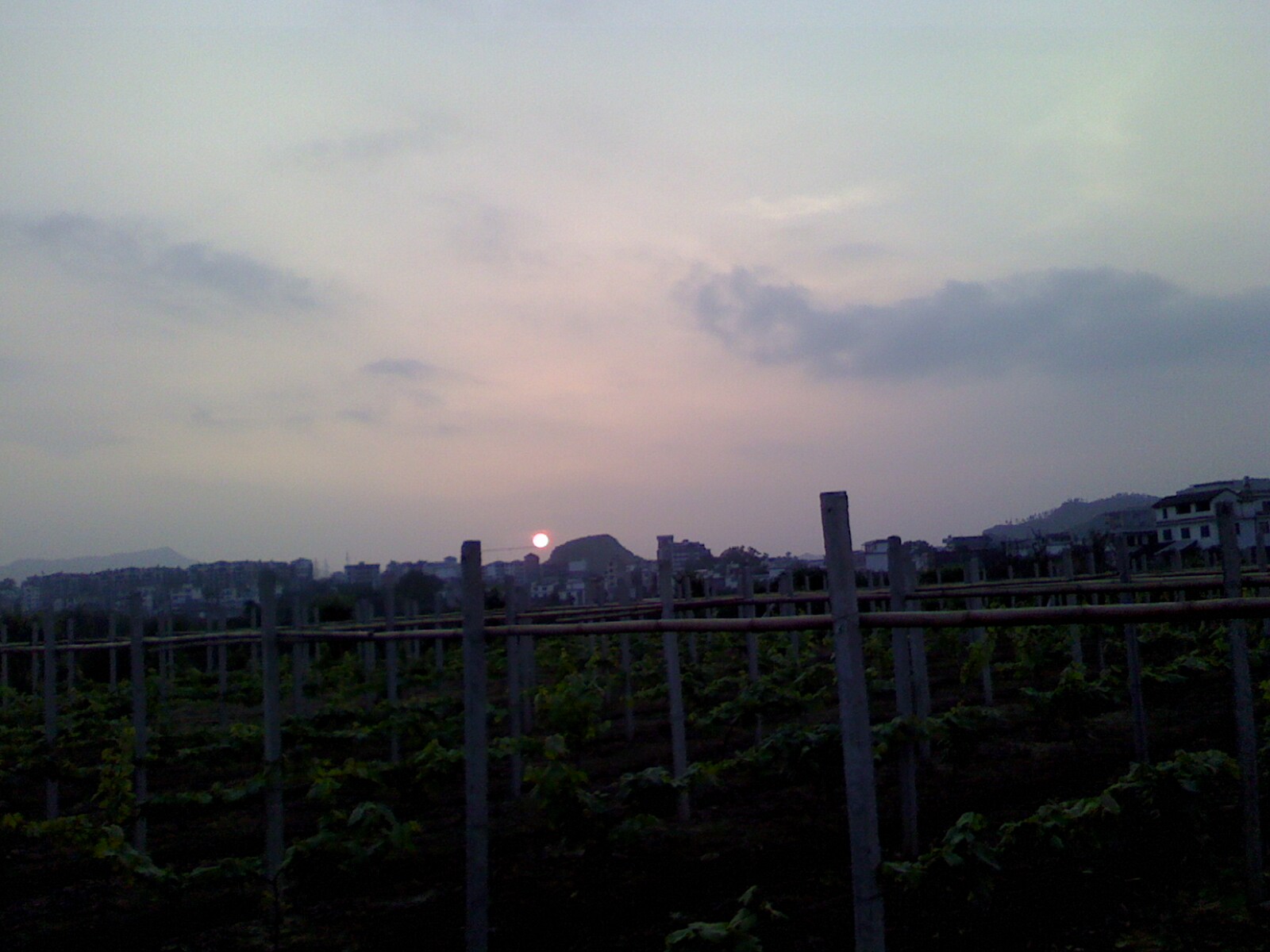 夕阳无限美...289 / 作者:嬋影 / 帖子ID:16442