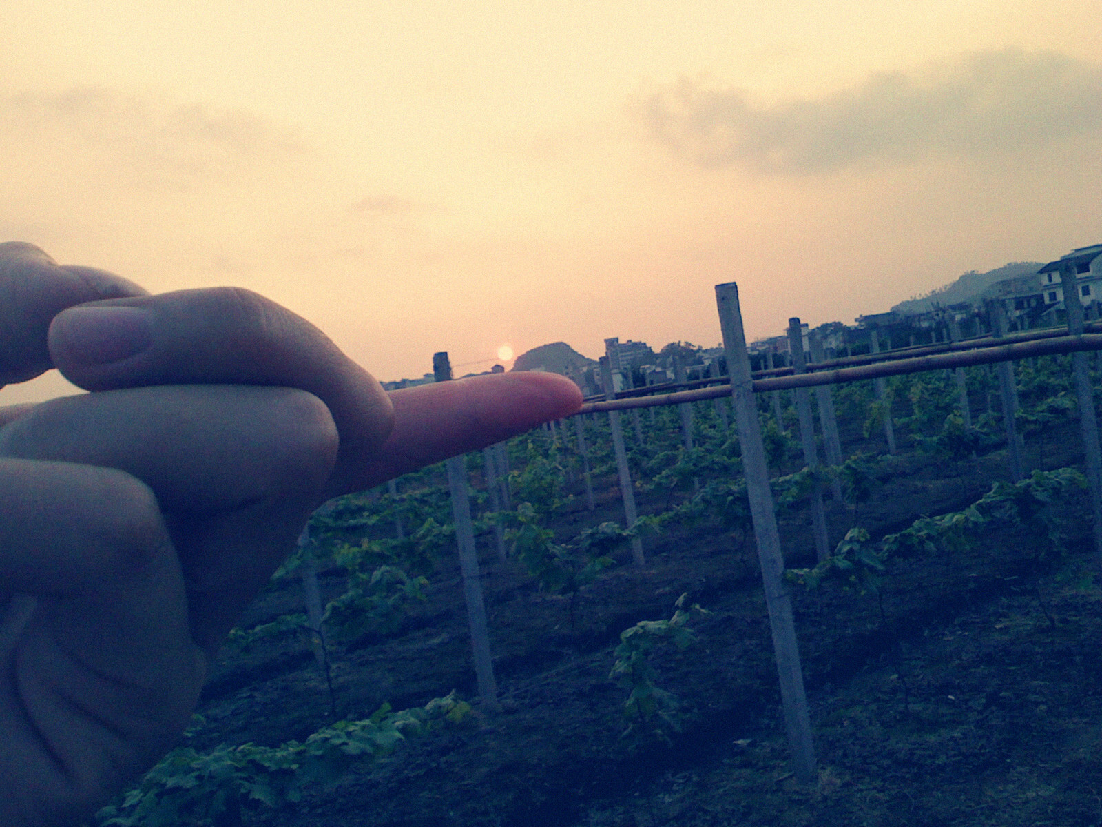 夕阳无限美...661 / 作者:嬋影 / 帖子ID:16442