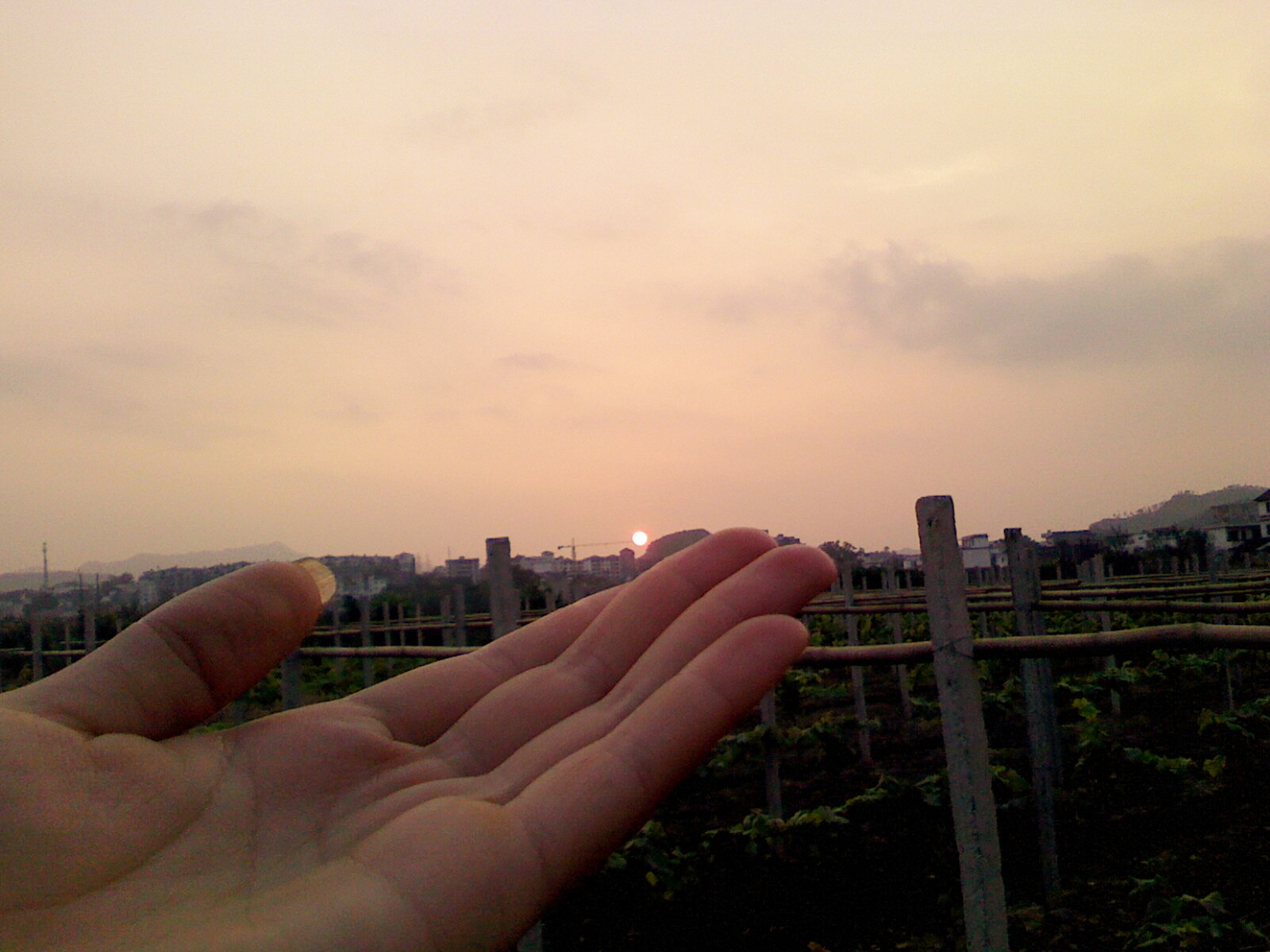 夕阳无限美...407 / 作者:嬋影 / 帖子ID:16442