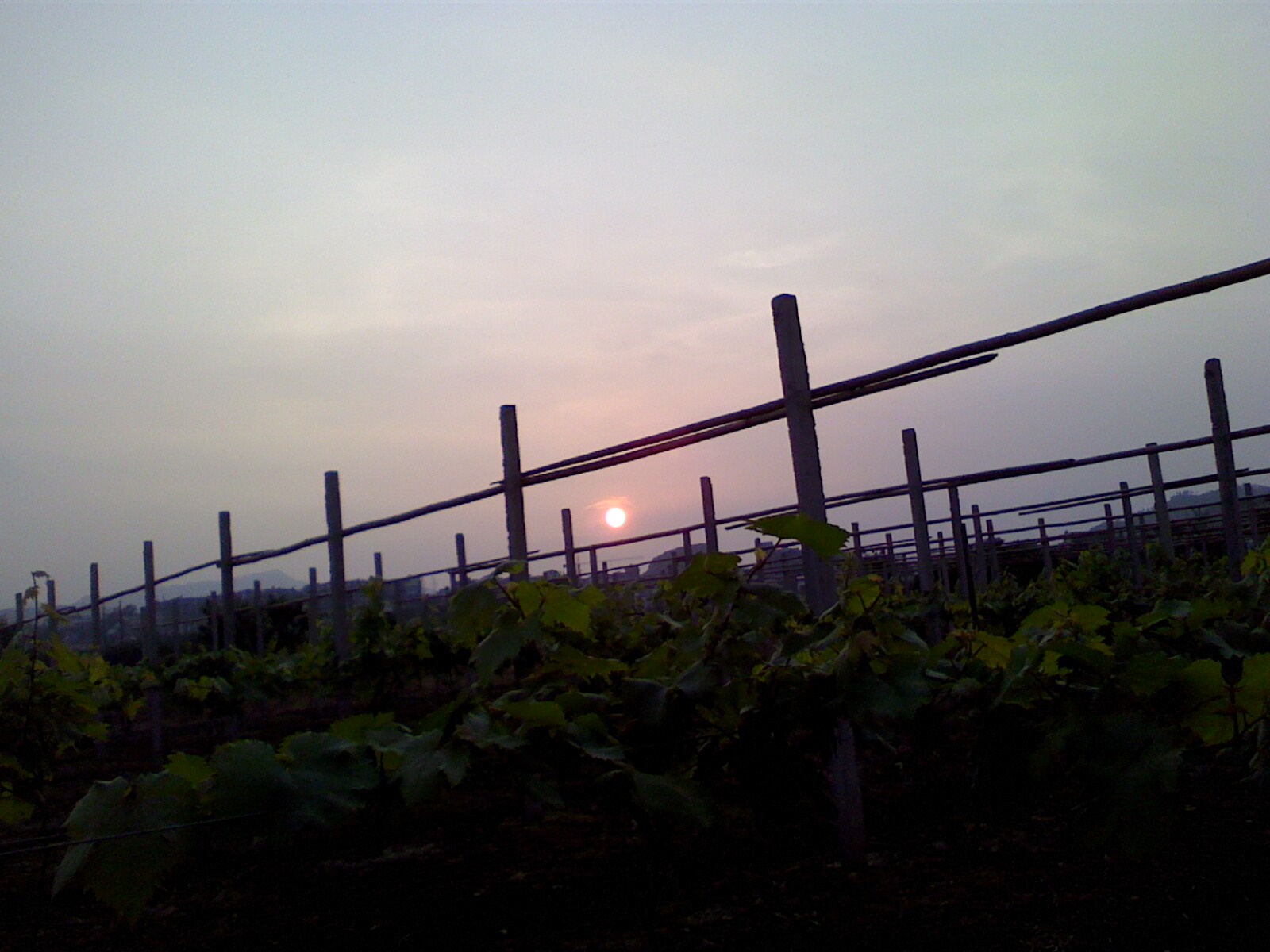 夕阳无限美...910 / 作者:嬋影 / 帖子ID:16442