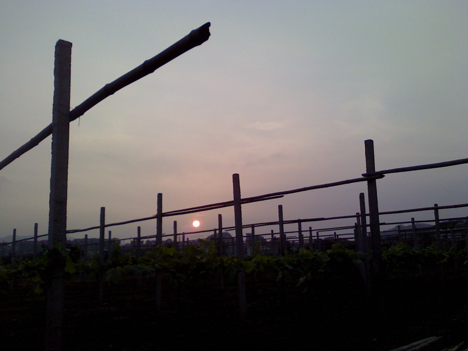 夕阳无限美...499 / 作者:嬋影 / 帖子ID:16442