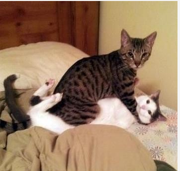 哈哈哈哈哈哈 ......978 / 作者:最心痛的玩笑 / 帖子ID:16669