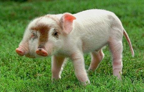 神奇的怪异动物184 / 作者:小雨点 / 帖子ID:16729