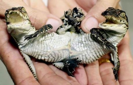 神奇的怪异动物709 / 作者:小雨点 / 帖子ID:16729