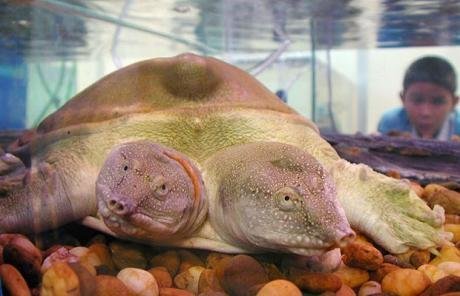 神奇的怪异动物124 / 作者:小雨点 / 帖子ID:16729