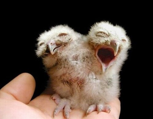 神奇的怪异动物520 / 作者:小雨点 / 帖子ID:16729