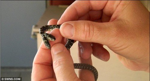 神奇的怪异动物44 / 作者:小雨点 / 帖子ID:16729