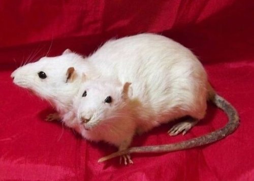 神奇的怪异动物40 / 作者:小雨点 / 帖子ID:16729