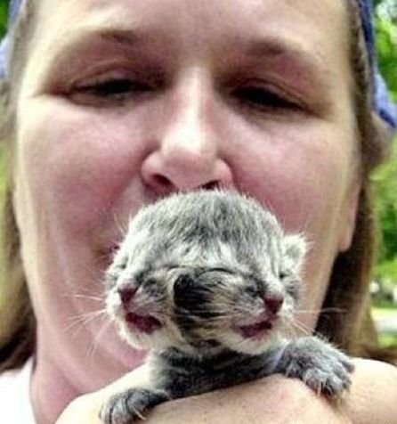 神奇的怪异动物895 / 作者:小雨点 / 帖子ID:16729