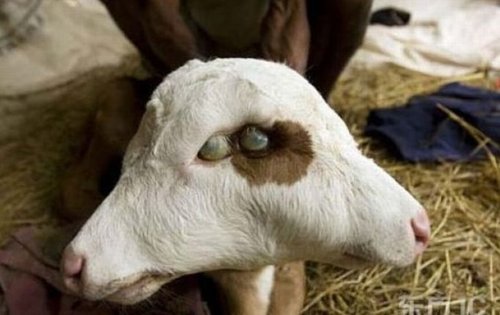 神奇的怪异动物750 / 作者:小雨点 / 帖子ID:16729