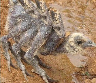 神奇的怪异动物705 / 作者:小雨点 / 帖子ID:16729