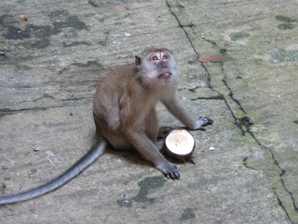 猴子845 / 作者:千里之外 / 帖子ID:16755