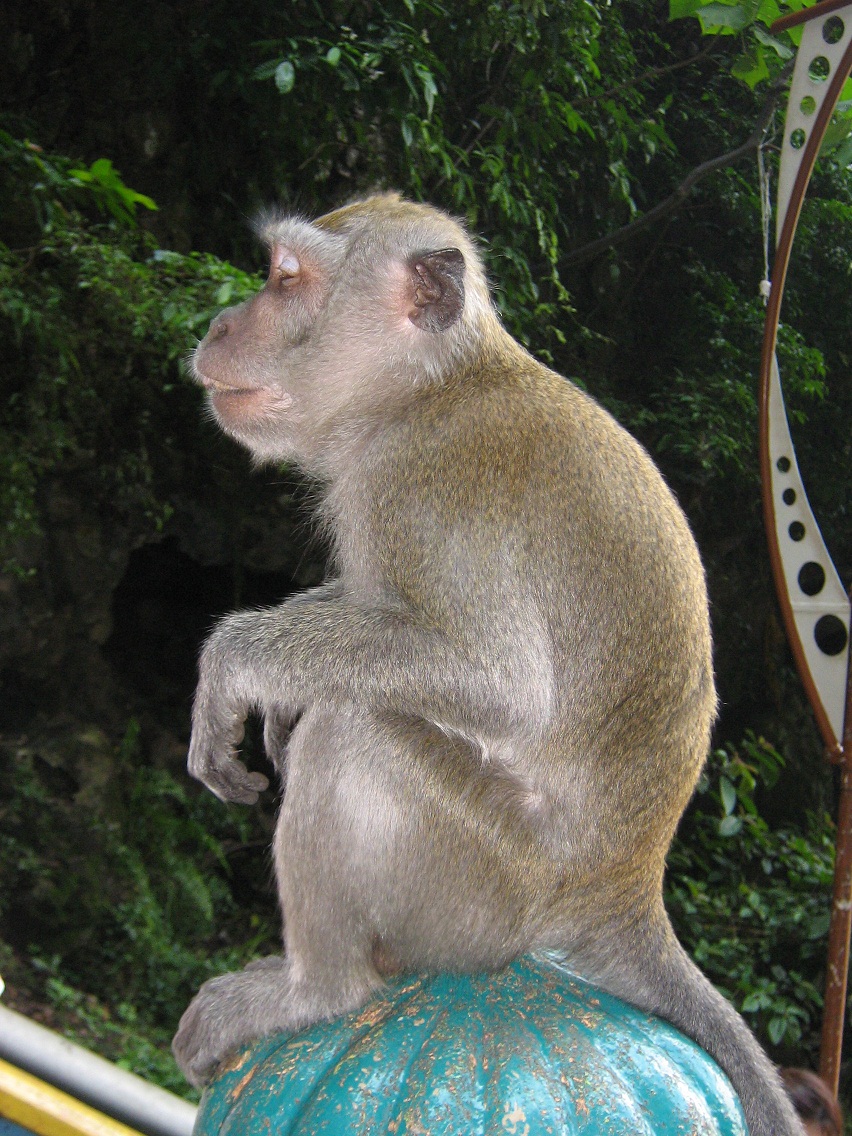 猴子134 / 作者:千里之外 / 帖子ID:16755