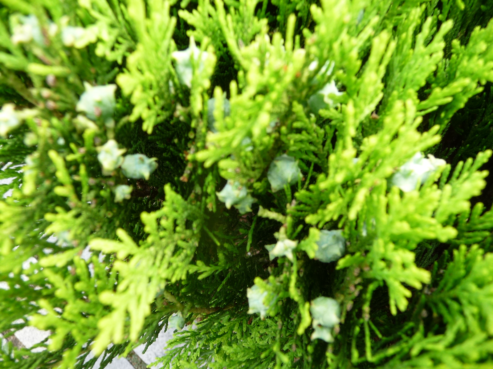 重游植物公园5月10日18 / 作者:我不懂你 / 帖子ID:16814