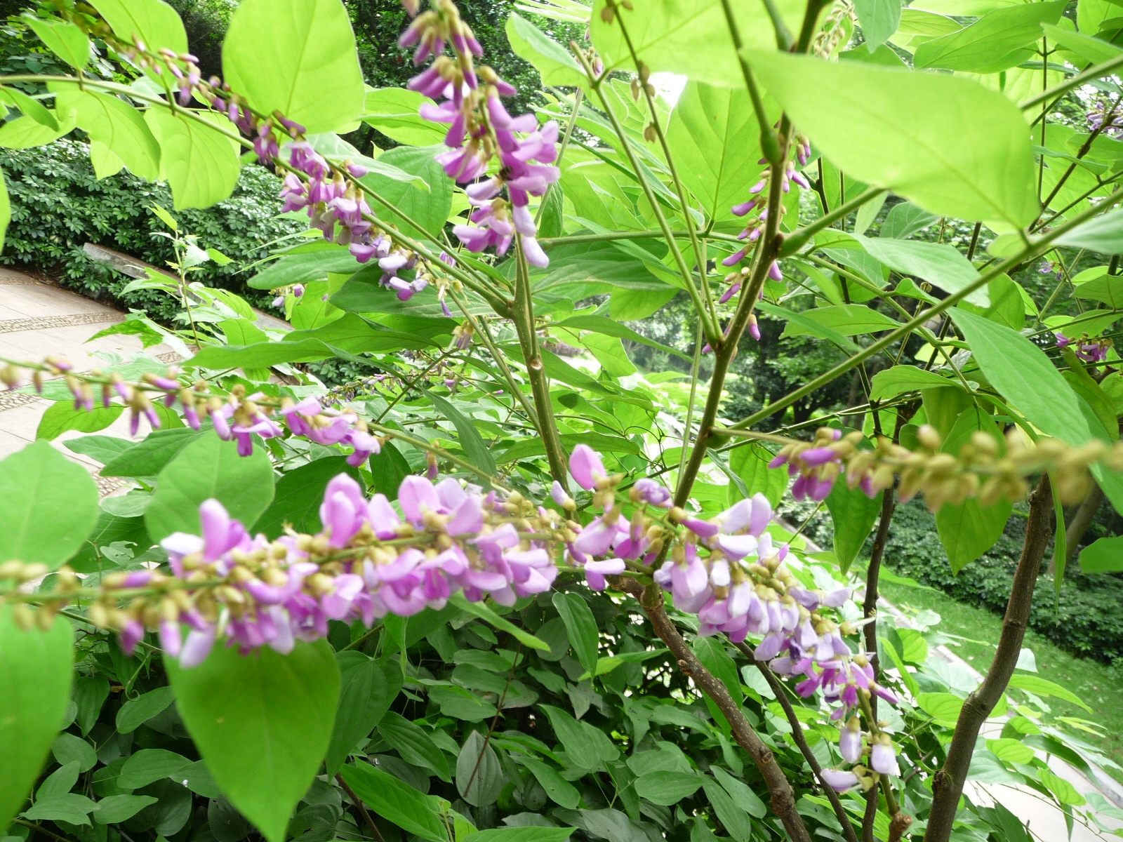 重游植物公园5月10日857 / 作者:我不懂你 / 帖子ID:16814