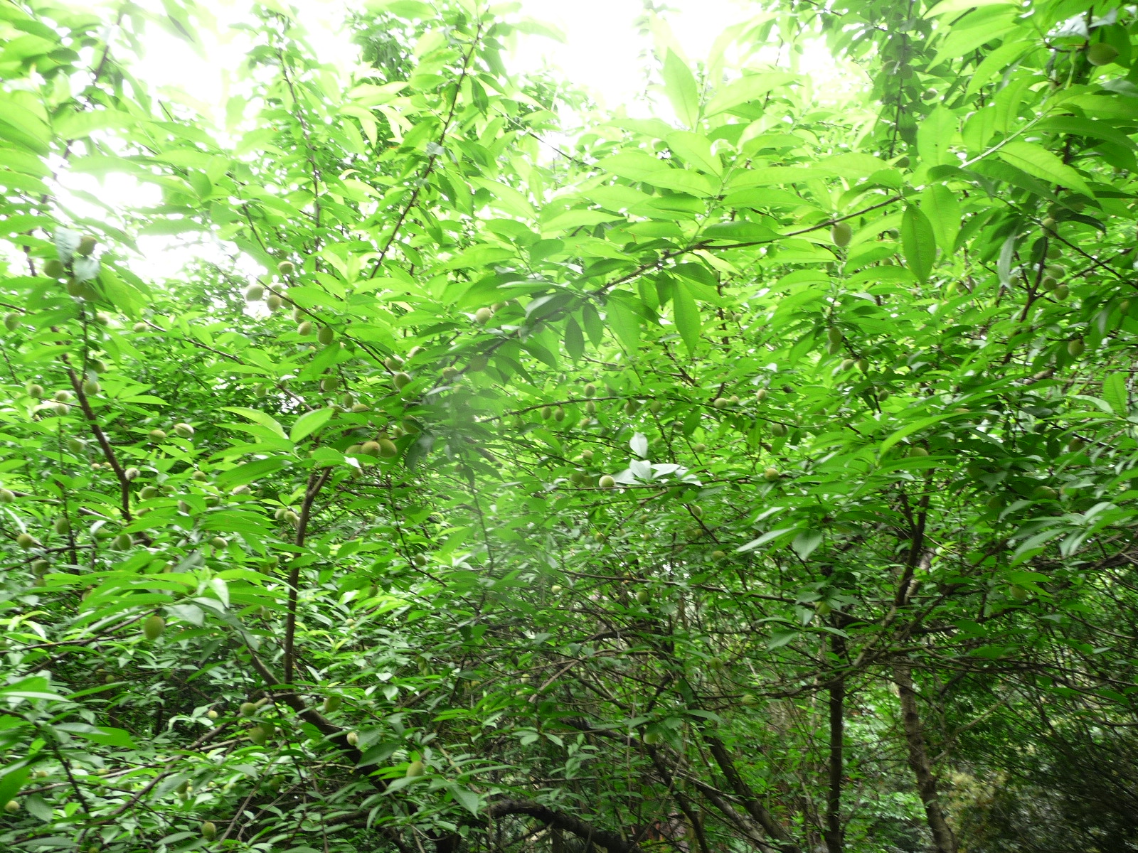 重游植物公园5月10日638 / 作者:我不懂你 / 帖子ID:16814