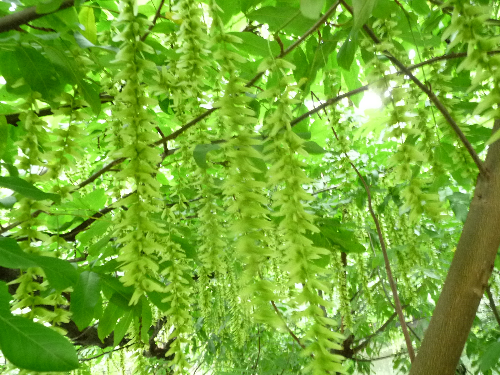 重游植物公园5月10日600 / 作者:我不懂你 / 帖子ID:16814