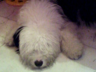 狗狗不见了，好心人帮注意下。648 / 作者:超吖頭 / 帖子ID:15754