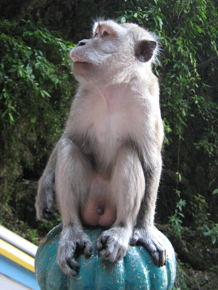 猴子266 / 作者:千里之外 / 帖子ID:16755