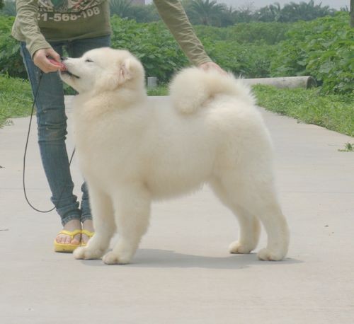 顶级萨摩耶——KO篇979 / 作者:非宠勿扰 / 帖子ID:17515