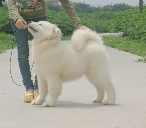 顶级萨摩耶——KO篇947 / 作者:非宠勿扰 / 帖子ID:17515