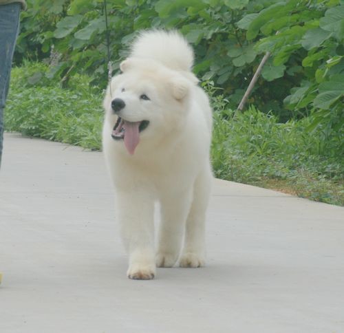 顶级萨摩耶——KO篇653 / 作者:非宠勿扰 / 帖子ID:17515