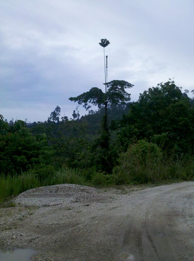 给大家看看什么叫一枝独秀646 / 作者:千里之外 / 帖子ID:17739