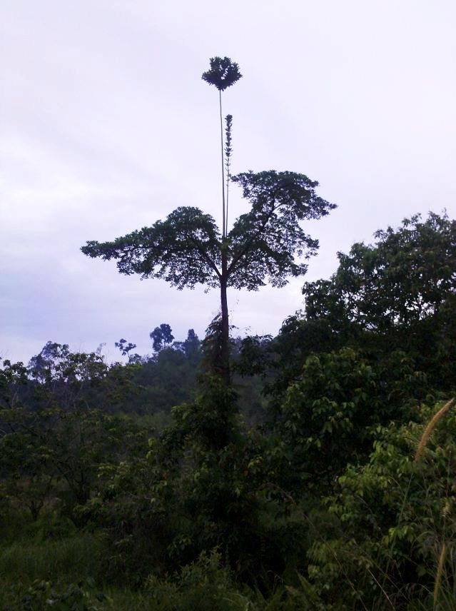 给大家看看什么叫一枝独秀732 / 作者:千里之外 / 帖子ID:17739