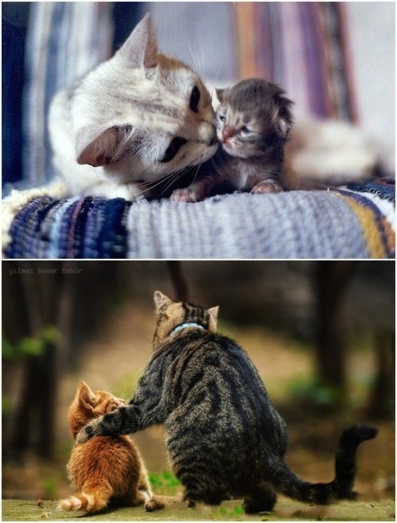 那些微博上的雷图·········478 / 作者:火星娃崽 / 帖子ID:17825