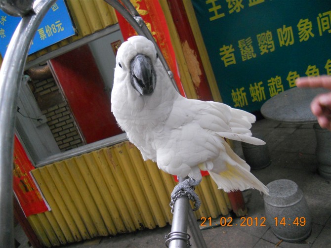 去广东耍了一回354 / 作者:榕树之下 / 帖子ID:17695