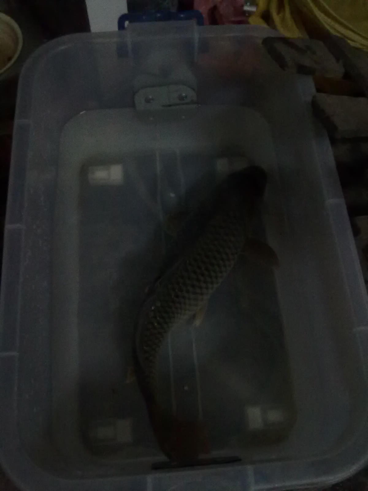 昨晚在河边钓了条大鲤鱼。。。408 / 作者:(别_ㄋ)我旳曾經 / 帖子ID:17928