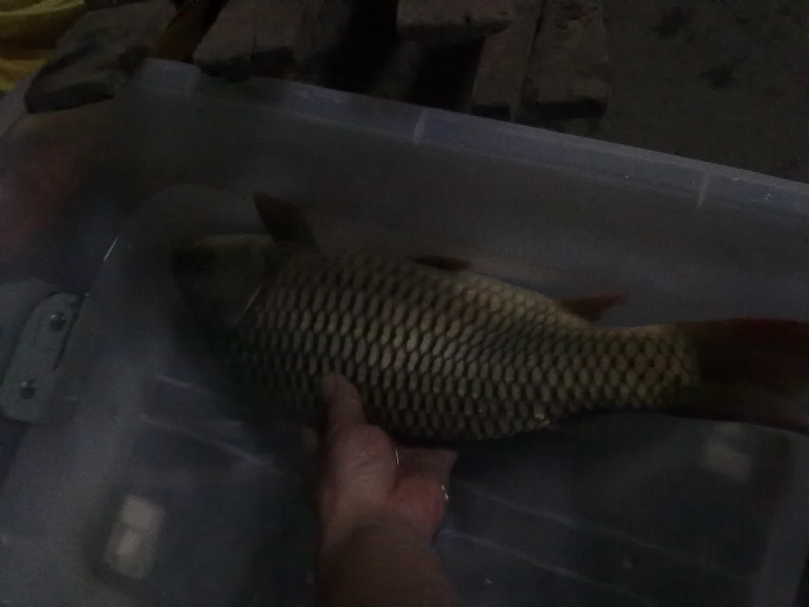 昨晚在河边钓了条大鲤鱼。。。49 / 作者:(别_ㄋ)我旳曾經 / 帖子ID:17928