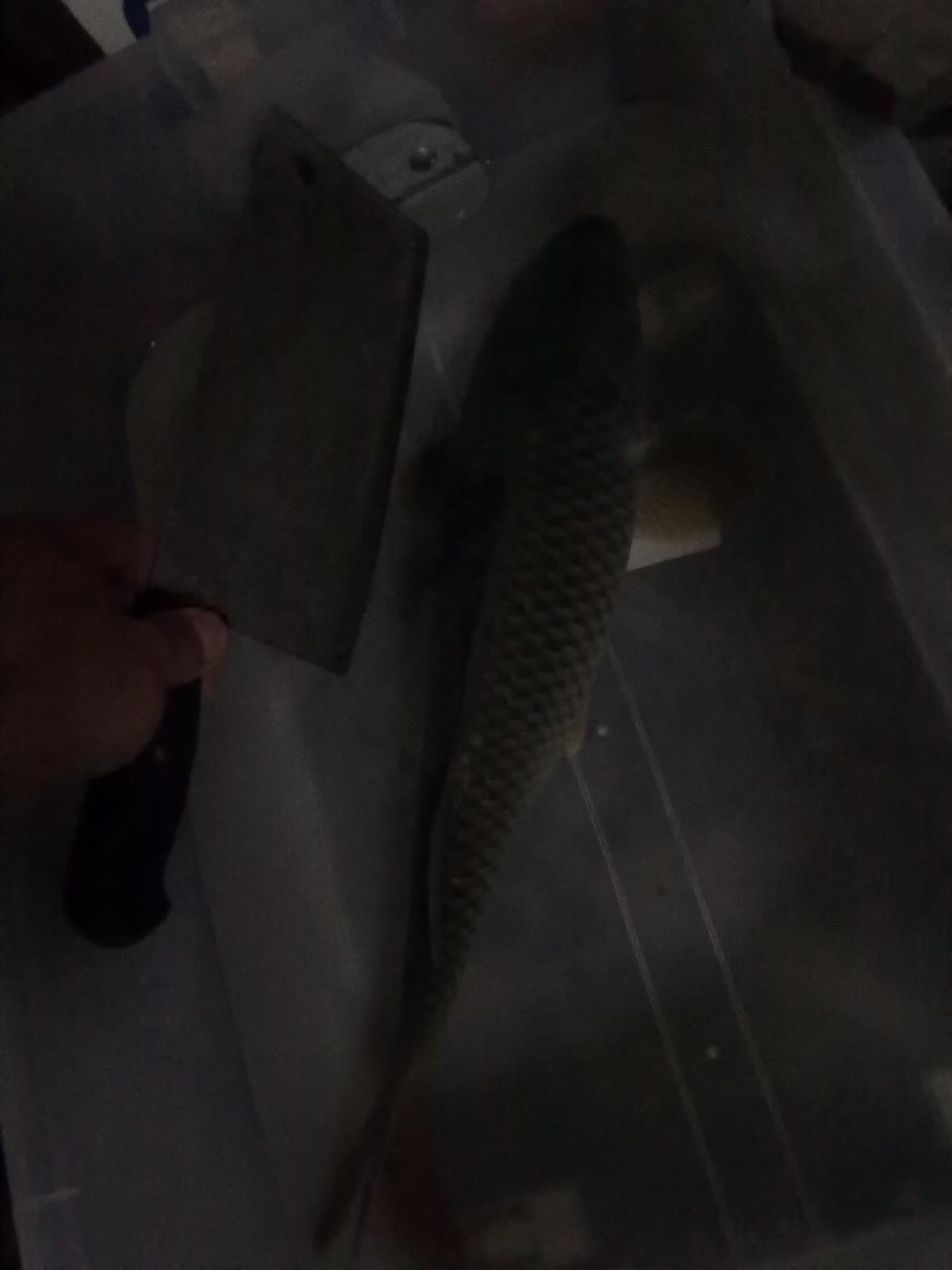 昨晚在河边钓了条大鲤鱼。。。100 / 作者:(别_ㄋ)我旳曾經 / 帖子ID:17928